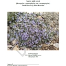Cover of the revised recovery plan draft for the endangered plant, sentry milk-vetch