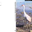 Mississippi Sandhill Crane National Wildlife Refuge Comprehensive Conservation Plan
