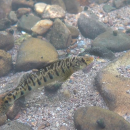 A striped fish, Roanoke logperch, swims along a rocky stream.