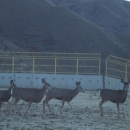 Five deer use wildlife overpass to cross highway 21 in Idaho. 