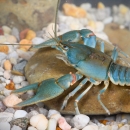 Bright blue, Big Sandy crayfish resting on a rock. 