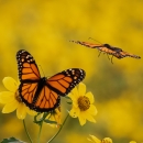 Monarch butterflies on blooming yellow flowers