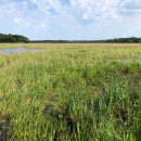 wild rice in a wetland with blue sky and white clouds