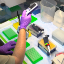 A view inside a lab. A woman wearing purple nitrile gloves places genetic material into a bright green tray.