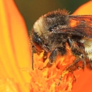 An American bumble bee on a flower