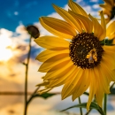 Bee loaded with pollen on a blooming yellow sunflower. In the background are more sunflowers, water and sun filtered sky with clouds.