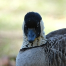 A nēnē goose looks forward.