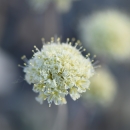Close up of Tiehm's buckwheat, a yellow flowering buckwheat.