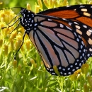 Golden Feast: A monarch indulges in the nectar of goldenrod.