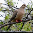 a mourning dove perched on a tree branch