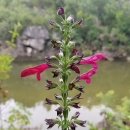 A green flowering stem with alternating flower buds and three pink-lobed flowers near the top grows near a brown, still stream.