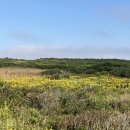 A landscape covered with scrubby coastal vegetation 