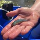 Bright blue Barrens topminnow male in hand