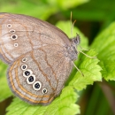 Mitchell's satyr butterfly on a leaf