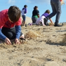 Volunteer planting native dune plants in California