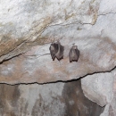 two bats hang upside down from the ceiling of a cave