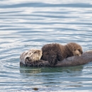 A mother sea otter floating on her back with her pup resting on her belly while nursing