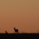 Elk at sunrise on a ridge with one cow laying down and one standing, and a buggling bull. 