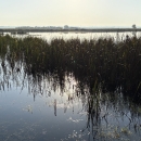 marsh wetland with cattails and light reflecting off water