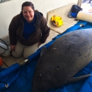 Melanie sitting on the floor next to a rescued manatee