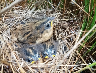 Saltmarsh Sparrow mother and chicks huddled in nest in salt marsh