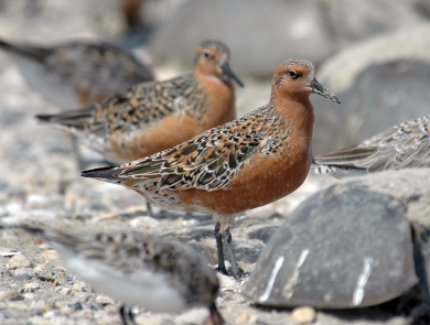 Two brown-and-black birds on standing on a rocky surface