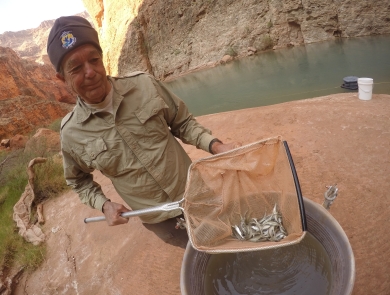 Biological Science Technician Jim Walters uses a net to capture and check on a group of young Humpback Chub in a barrel. The Little Colorado River and Canyon walls can be seen behind him.oung Humpback Chub