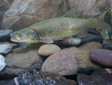 Colorado pikeminnow at the bottom of streambed surrounded by rocks.