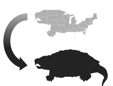 Infographic showing an analogy of fragmented management and conservation on freshwater turtle species.