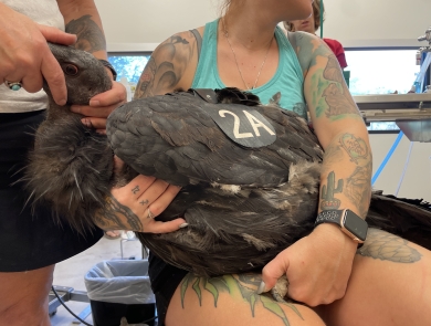 Large brown bird with tag reading "2A" is held by a woman while its face is held by another person as it receives care.