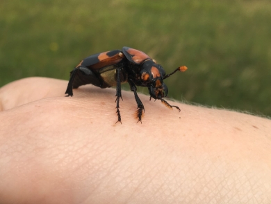 A large, black beetle with big orange markings and orange-tipped antennas crawls on a human hand.