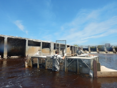 Biologists remove adult sea lamprey from a trap on the Manistique River in Michigan