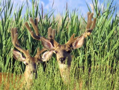 Two deer with antlers in velvet
