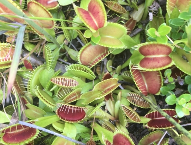 Top view of many Venus flytrap plants close to the ground. The leaves show a red inner-side and light green outside.