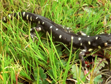 Adult salamander crawls through short grass.