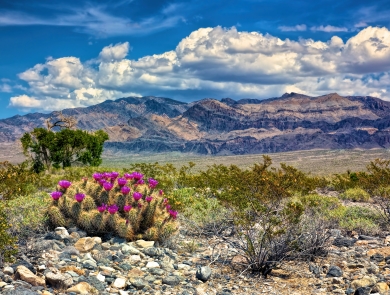 Hedgehog Cactus blooming with mountains in distance