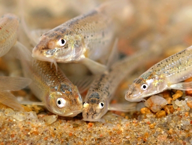 small light tan colored fish rest on a sandy bottom