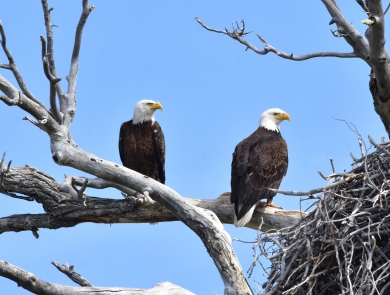 Two bald eagles perched along a nest