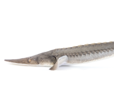 adult pallid sturgeon with white background