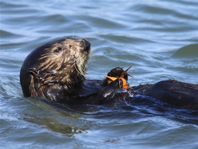 a sea otter floats on its back holding a crab