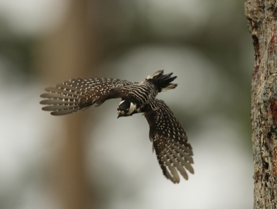 a bird flies away from the trunk of a tree