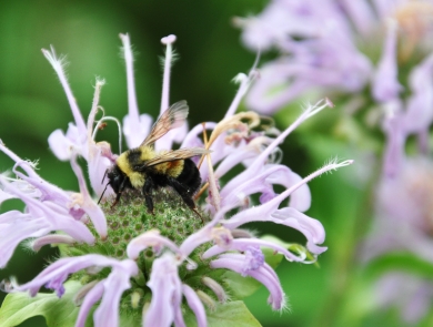 Rusty patched bumblebee on a bee balm plant (genus Monarda)