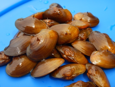Cluster of James spiny mussels resting on a blue backdrop
