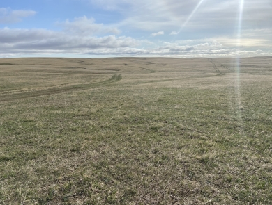 short prairie grass with soft blue skies