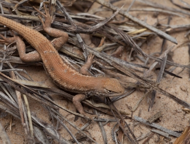 dunes sagebrush lizard crawls over sand and twigs