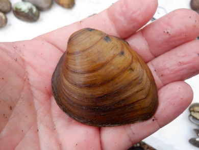close up of a freshwater mussel laying in a person's hand