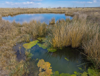 Ponds surrounded by browning grass. The pond in the foreground has algae growth and the day is sunny.