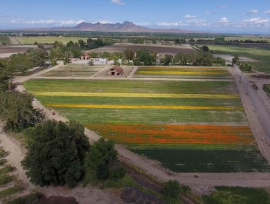 Aerial image of a native seed farm with rows of bright colors and mountains along the horizon under a blue sky.