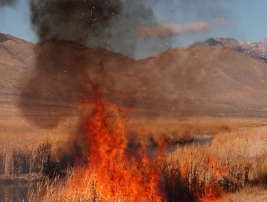 Flames & smoke spring up from wetland vegetation. A firefighter in the background ignites vegetation along a roadway as part of a prescribed fire. Mountains make up the background.