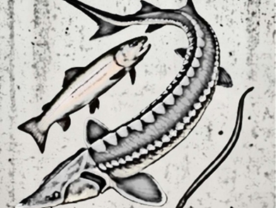 A stylized image of three fish, to the left a salmonid, in the middle, a larger sturgeon with a pointy nose and fins, and to the right a long, eel shaped Pacific lamprey